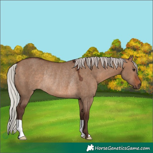 Horse Color:Silver Brown Dun Rabicano