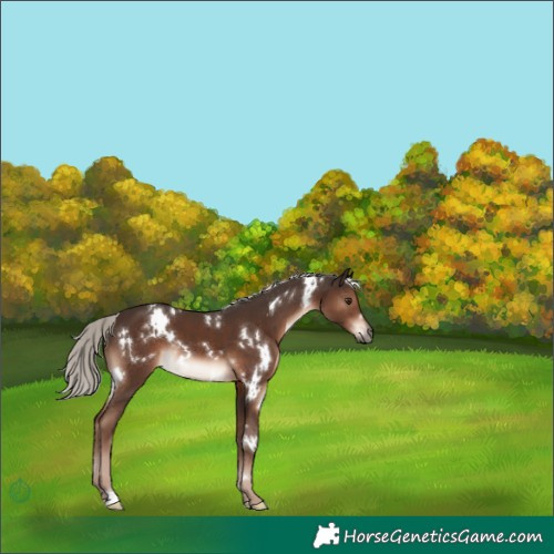 Horse Color:White Spotted Liver Chestnut Mushroom Rabicano 