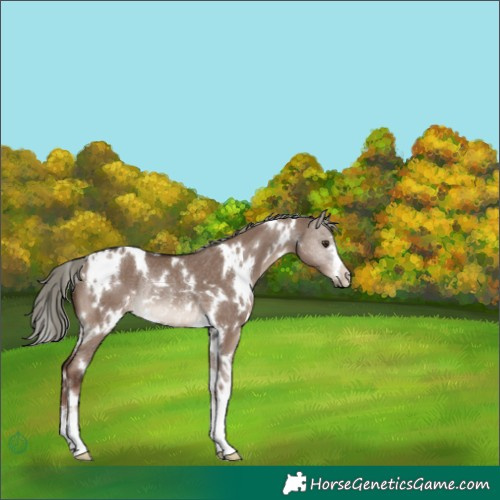 Horse Color:White Spotted Liver Red Dun Mushroom Rabicano 