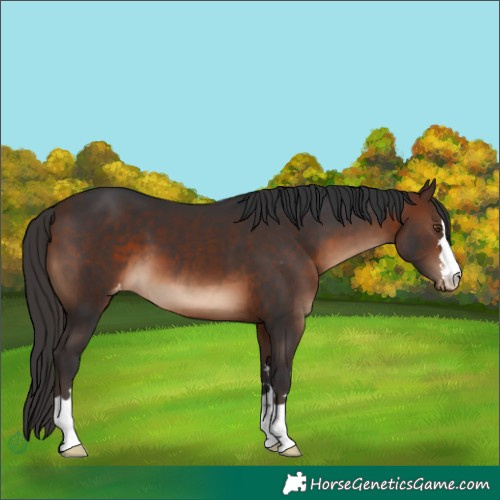 Horse Color:Brown Appaloosa 