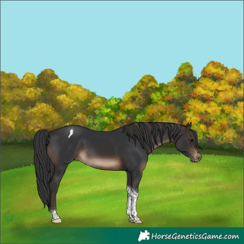 Horse Color:Brown Tobiano Appaloosa