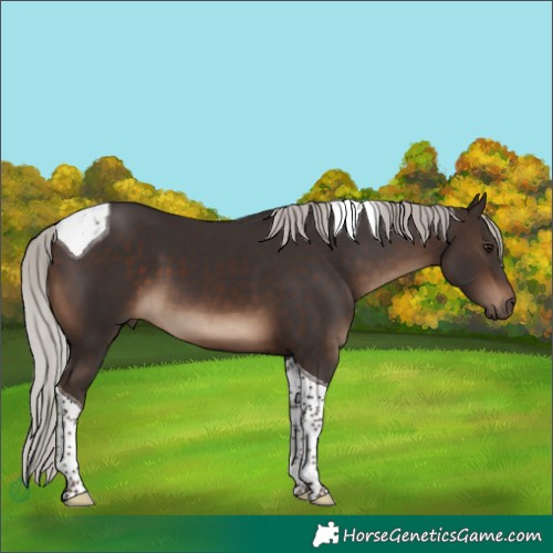 Horse Color:Silver Brown Tobiano