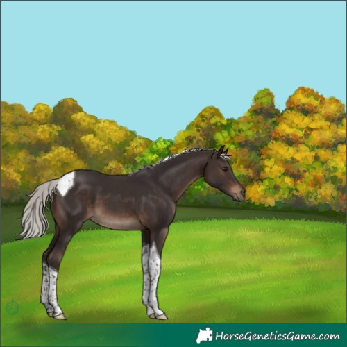 Horse Color:Silver Brown Tobiano