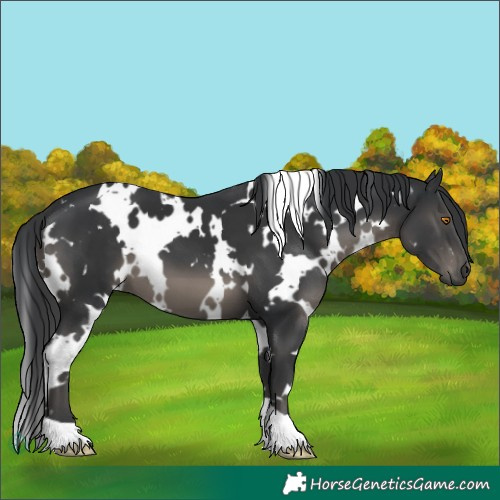 Horse Color:White Spotted Black 