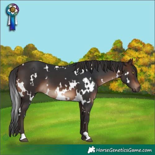 Horse Color:White Spotted Brown 