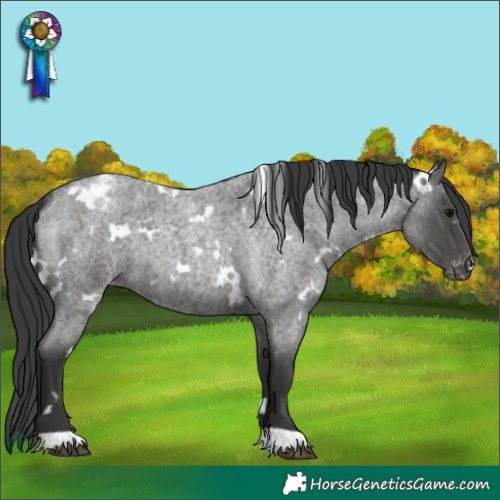 Horse Color:White Spotted Blue Roan Appaloosa 