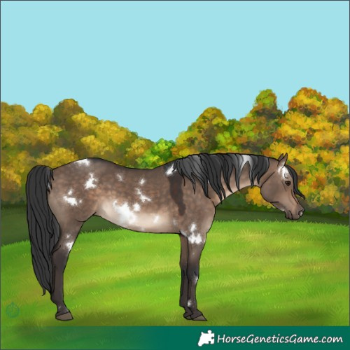 Horse Color:White Spotted Brown Dun Rabicano