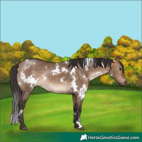Horse Color:White Spotted Bay Dun Rabicano