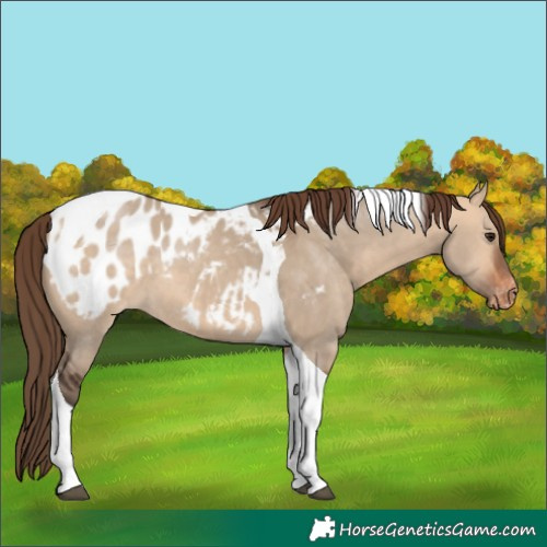 Horse Color:Bay Dun Tobiano Appaloosa