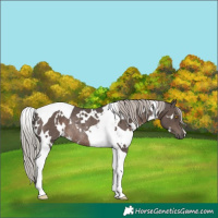 Horse Color:White Spotted Silver Black Tobiano Rabicano