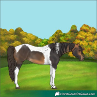Horse Color:Buckskin Tobiano 