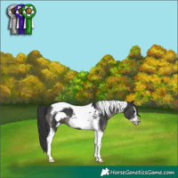 Horse Color:Black Tobiano Frame