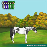 Horse Color:Black Tobiano Frame 