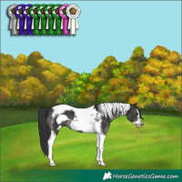 Horse Color:Black Tobiano Frame