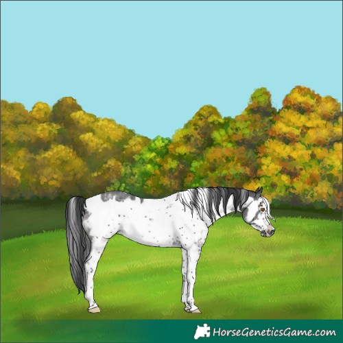 Horse Color:White Spotted Black Sabino Frame