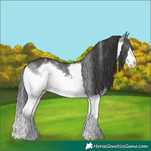 Horse Color:White Spotted Black Splash 