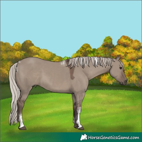 Horse Color:Powder White Silver Grullo