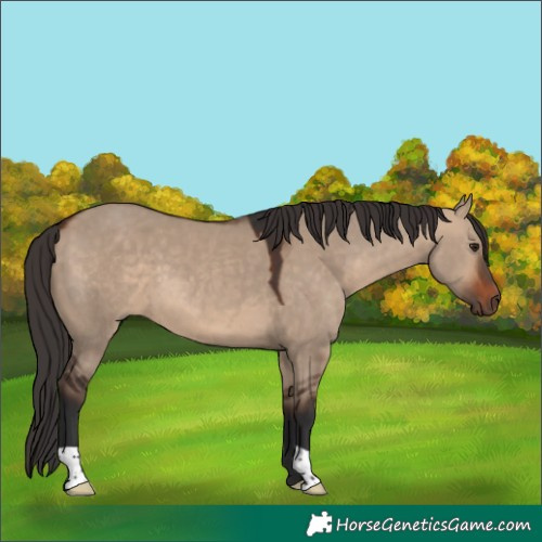 Horse Color:Bay Dun