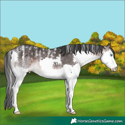 Horse Color:Powder White Platinum Brown Splash