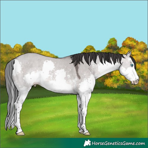 Horse Color:Platinum Brown Dun Sabino Splash 