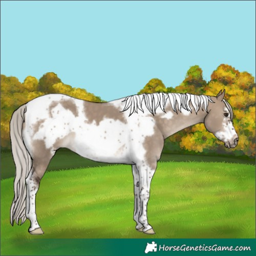 Horse Color:Silver Brown Dun Tobiano Frame