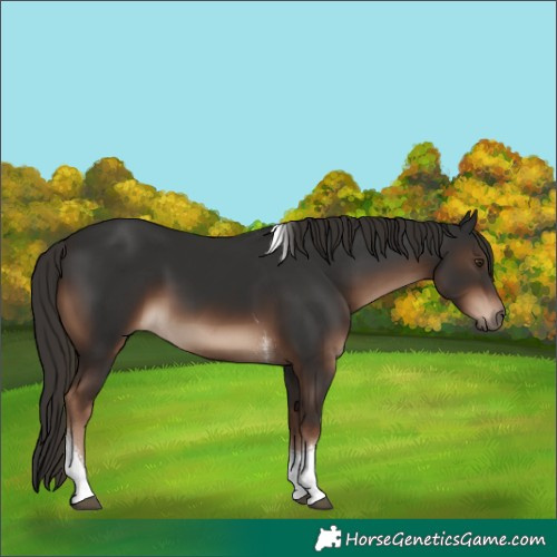 Horse Color:Liver Chestnut Tobiano 