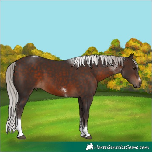 Horse Color:Silver Brown Tobiano
