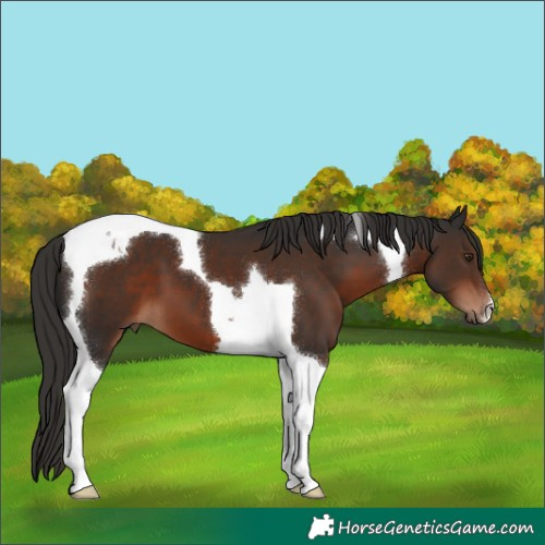 Horse Color:Liver Chestnut Tobiano 