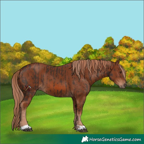 Horse Color:Liver Chestnut and Chestnut