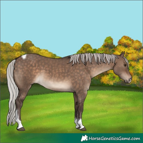 Horse Color:Silver Brown Dun Tobiano