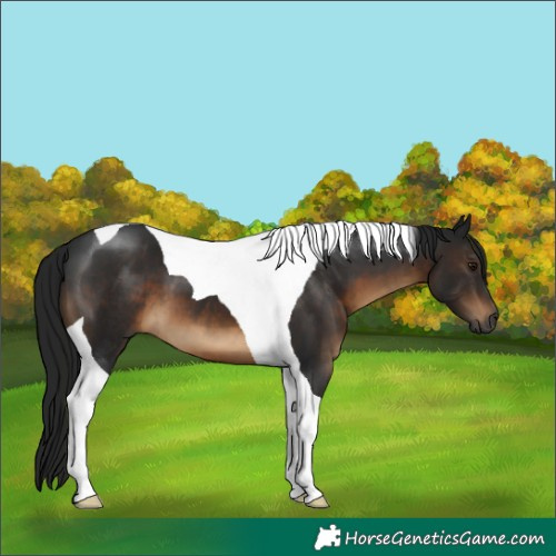 Horse Color:Gray Brown Tobiano
