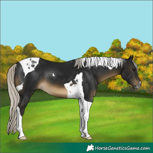 Horse Color:Gray Silver Buckskin Tobiano 