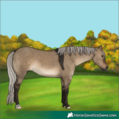 Horse Color:Gray Silver Brown Dun 