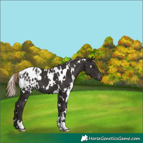 Horse Color:White Spotted Liver Chestnut Appaloosa
