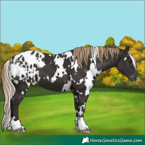 Horse Color:White Spotted Liver Chestnut Appaloosa 