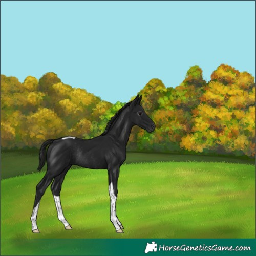 Horse Color:Gray Black Tobiano Rabicano 