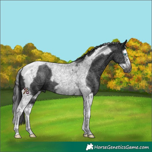 Horse Color:Gray Black Splash Tobiano Frame