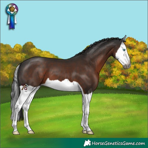 Horse Color:Gray Liver Chestnut Splash 