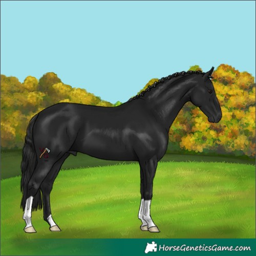 Horse Color:Gray Black 