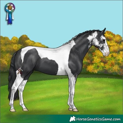 Horse Color:Black Sabino Tobiano