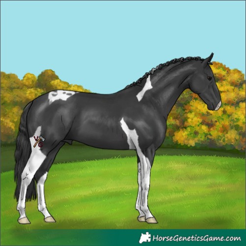 Horse Color:Black Tobiano 