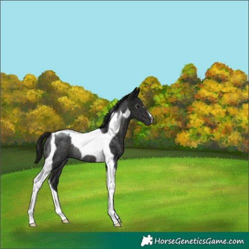 Horse Color:Gray Black Tobiano Rabicano 