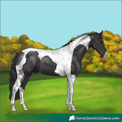 Horse Color:Smoky Black Tobiano 