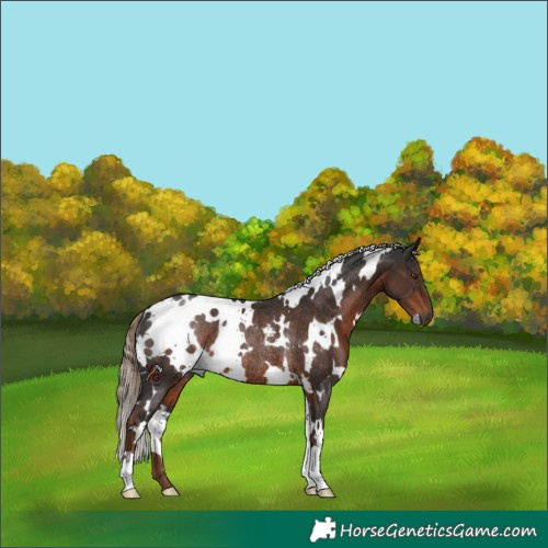 Horse Color:Gray White Spotted Liver Chestnut Rabicano