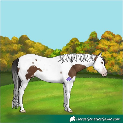 Horse Color:Gray Classic Champagne Splash Tobiano Appaloosa