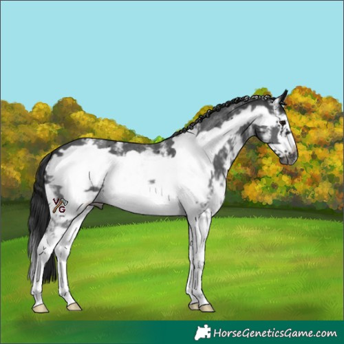 Horse Color:Gray Black Sabino Frame 