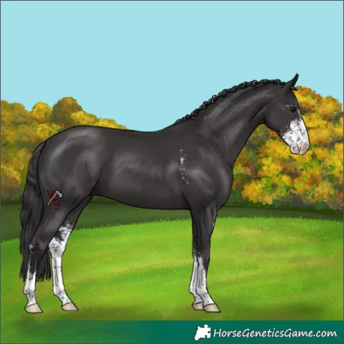 Horse Color:Smoky Black Sabino