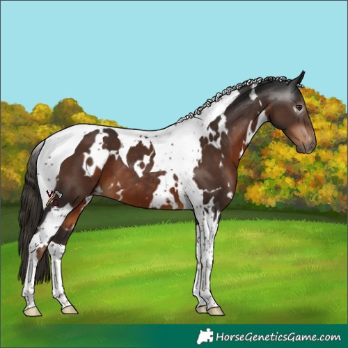 Horse Color:Gray White Spotted Liver Chestnut Tobiano Appaloosa