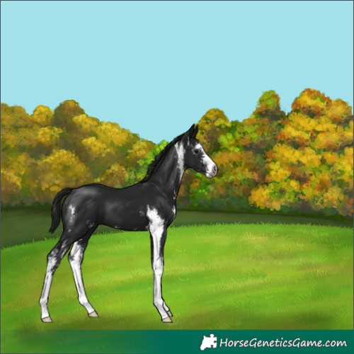 Horse Color:Gray Smoky Black Sabino 