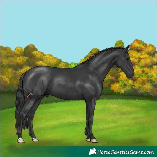 Horse Color:Black 
